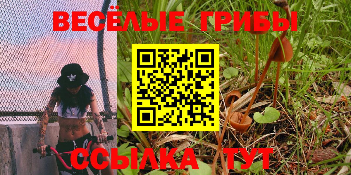 Псилоцибиновые грибы Cubensis Балахна